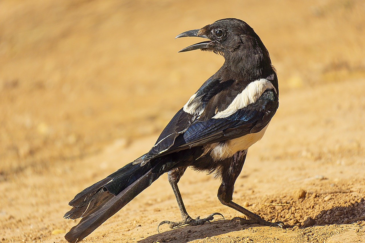 magpie, bird, animal-7343244.jpg